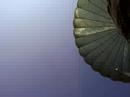 sweet.jpg (2168 bytes)